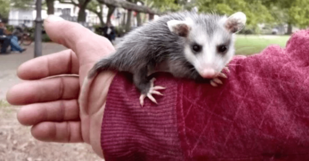 A New Orleans Man Wants His Opossum Back. Thousands Have