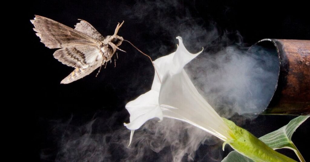 Infected Flowers Smell Less Sweet To Pollinators, Study Finds