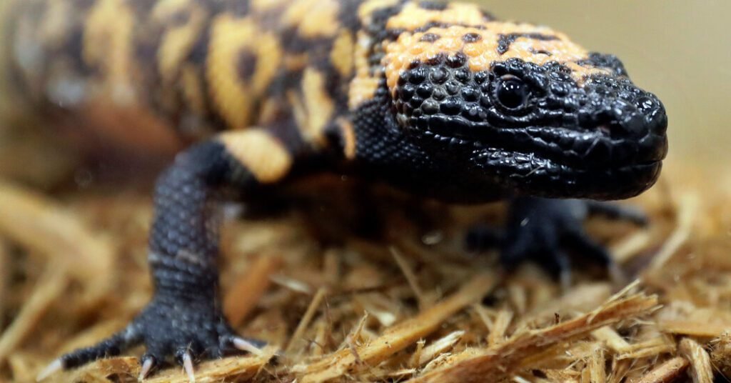 Colorado Man Died Of Venomous Gila Monster Bite, Autopsy Confirms