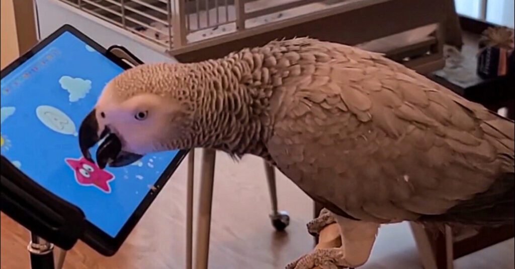 These Mobile Games Are For The Birds